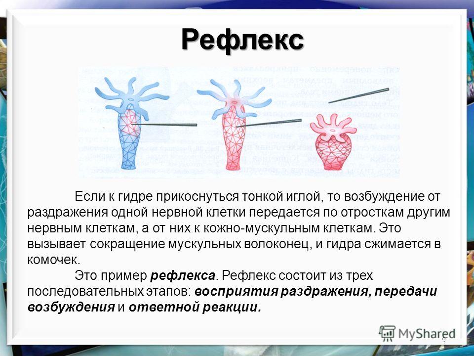 Как загрузить фото на блэк спрут